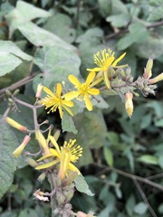 Triumfetta semitriloba