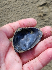 Crassula aequilatera