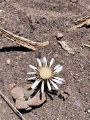 Urmenetea atacamensis