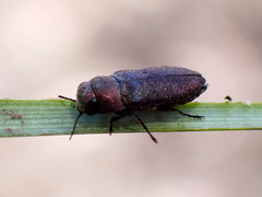 Diphucrania