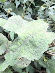 Triumfetta semitriloba