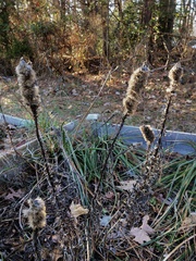 Agastache nepetoides