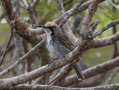 Gliciphila melanops