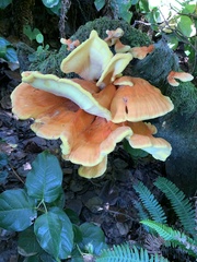Laetiporus conifericola
