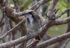 Gliciphila melanops