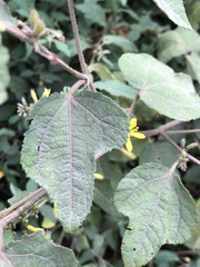 Triumfetta semitriloba