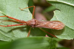 Rocconota tuberculigera