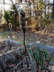 Agastache nepetoides