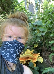 Laetiporus conifericola