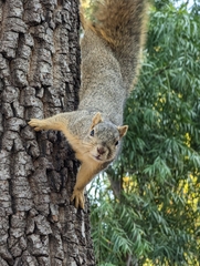 Sciurus niger