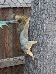 Sciurus niger