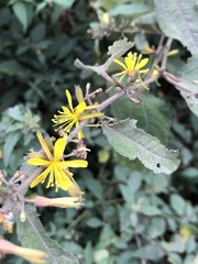 Triumfetta semitriloba