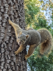 Sciurus niger