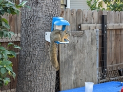 Sciurus niger