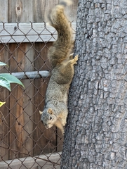 Sciurus niger