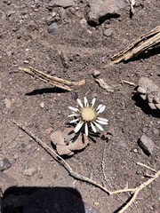 Urmenetea atacamensis