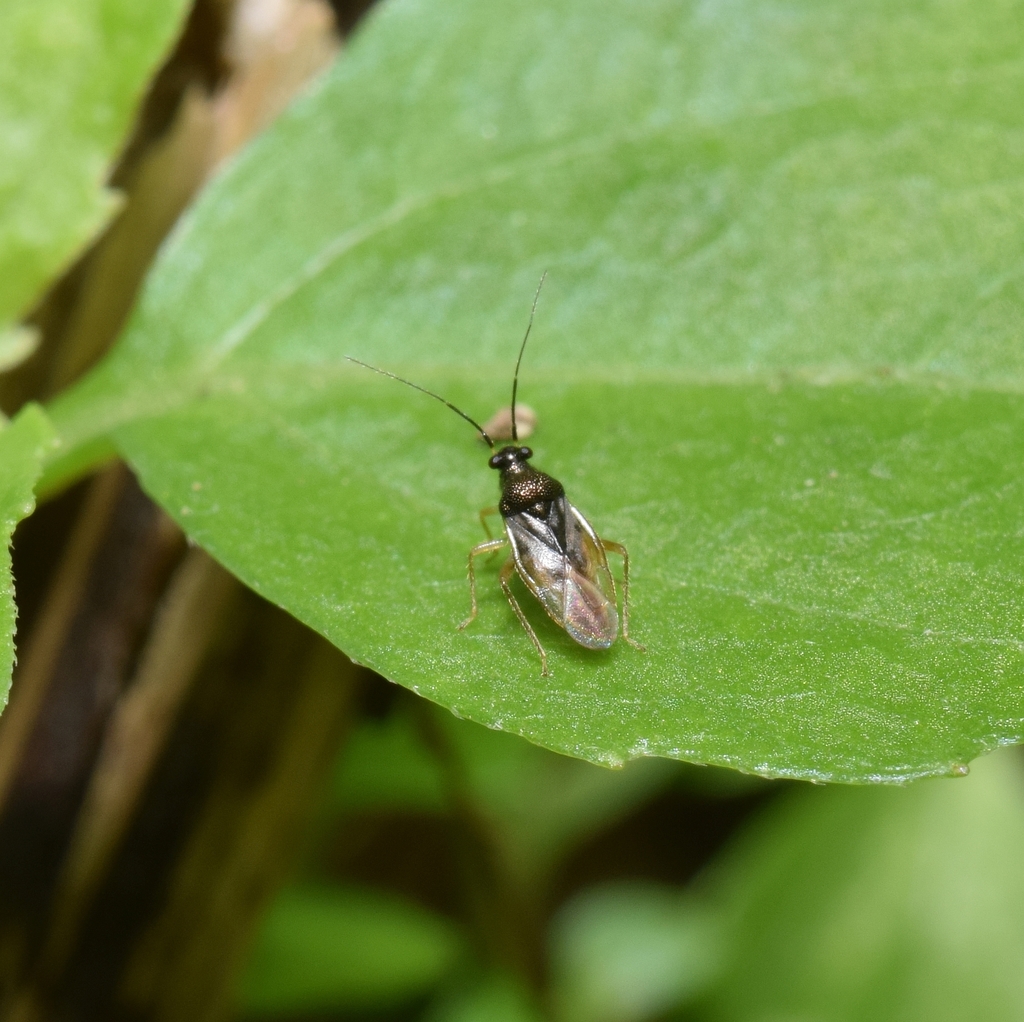 Pycnoderes pallidirostris