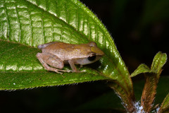 Eleutherodactylus antillensis