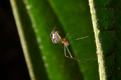 Leucauge regnyi