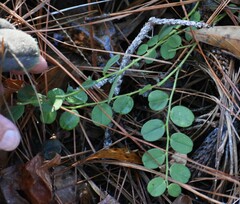 Crotalaria rotundifolia
