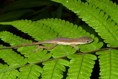 Anolis krugi