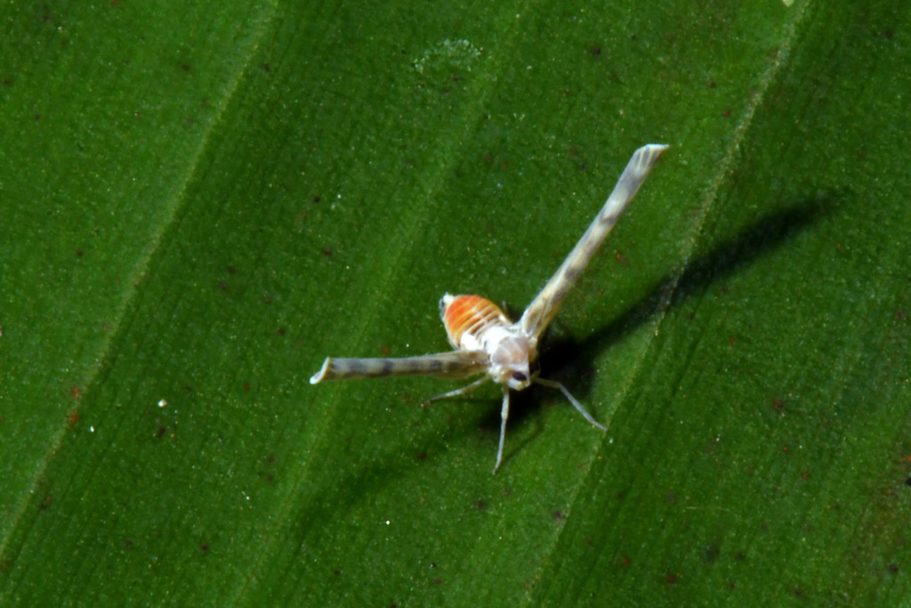Dawnarioides sordidulus