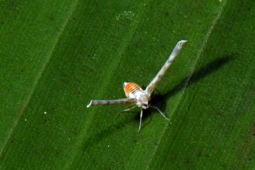Dawnarioides sordidulus