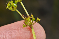 Azorella haastii