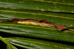 Anolis krugi