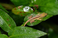 Anolis krugi