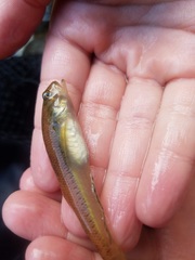 Stenogobius hawaiiensis