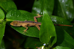 Anolis krugi