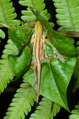 Anolis krugi