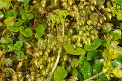 Azorella haastii