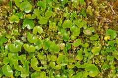 Azorella haastii