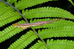 Anolis krugi