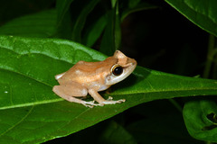 Eleutherodactylus antillensis