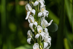 Platanthera dilatata leucostachys