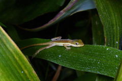 Anolis krugi