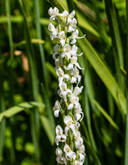 Platanthera dilatata leucostachys
