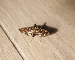 Rhimphalea