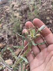 Mentzelia multiflora