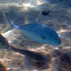 Caranx papuensis