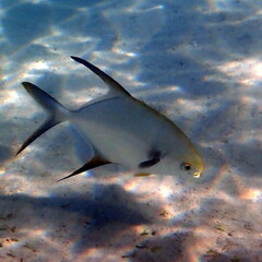 Trachinotus blochii