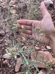 Mentzelia multiflora