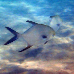 Trachinotus blochii