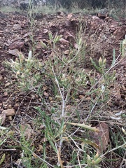 Mentzelia multiflora