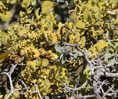 Phoradendron bolleanum