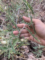 Mentzelia multiflora