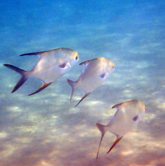 Trachinotus blochii